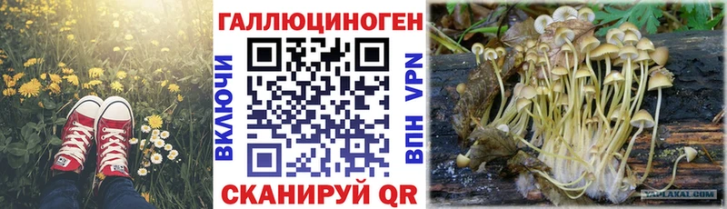 darknet как зайти  Опочка  Псилоцибиновые грибы мухоморы 